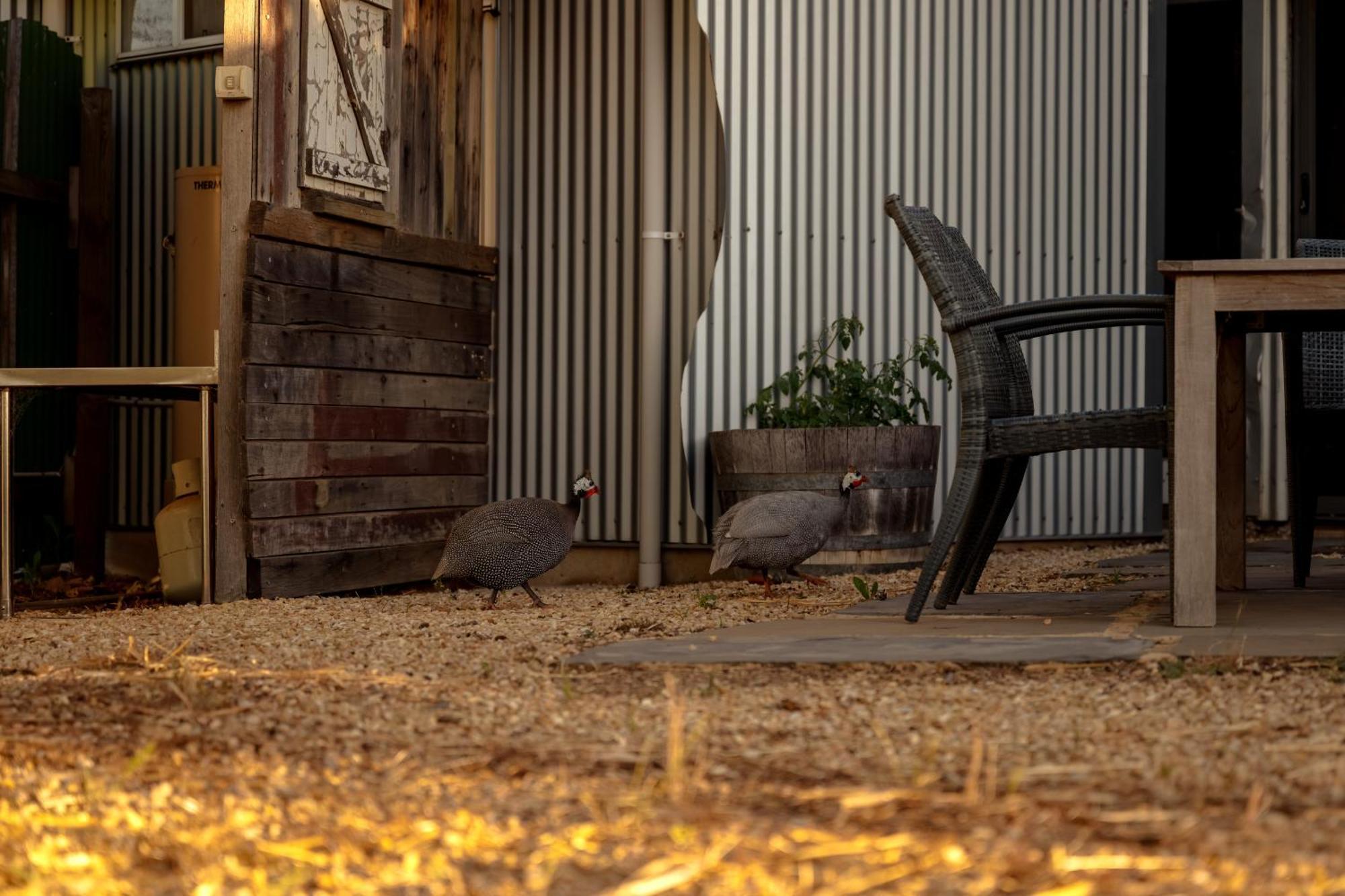 Bed In A Shed Vineyard Stay Watervale Exterior foto