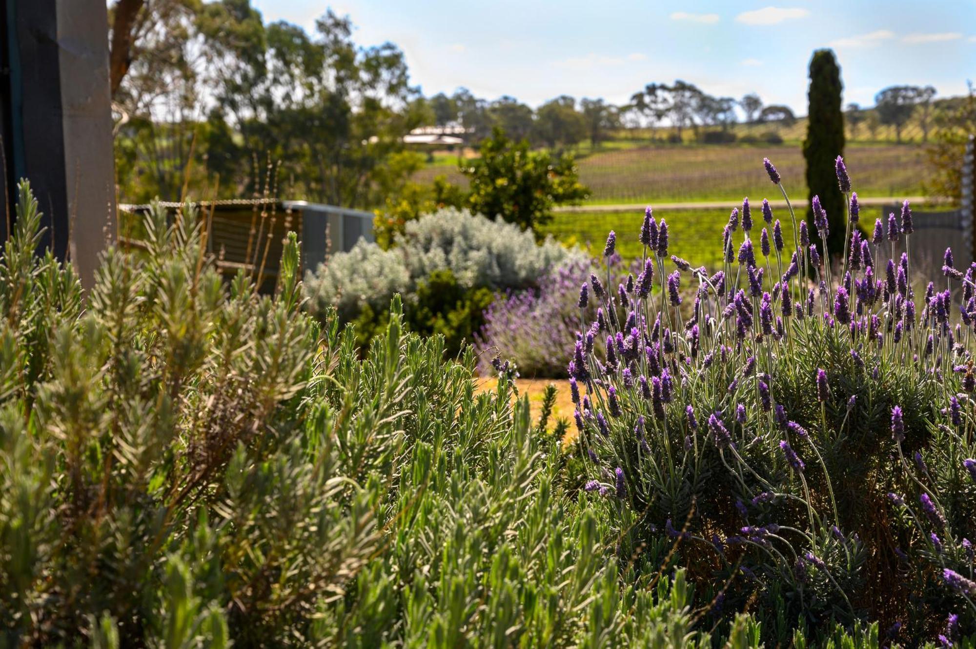 Bed In A Shed Vineyard Stay Watervale Exterior foto